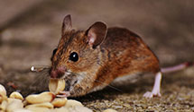 24 Hour & Emergency Exterminators in Mandeville, LA